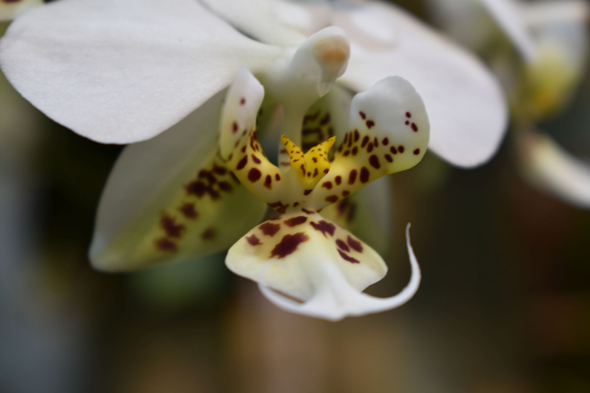 Una macro di un'orchidea... fatta con un banalissimo zoom 18-55 in modalità manuale (focale 55mm, chiusura f9 se non ricordo male)... della serie che se non si ha un macro non si può fare nulla...